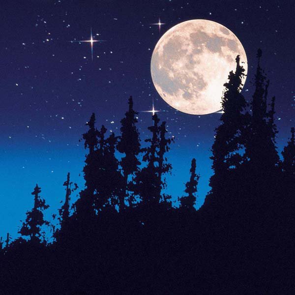 Midsummer's Night - Image 5